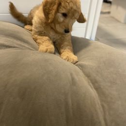 Goldendoodle Puppies from Jeanbeans Doodles