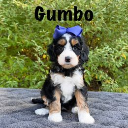 Monarch Gumbo - Tri-color female Australian Labradoodle puppy in Rochester, Michigan from Monarch Labradoodles