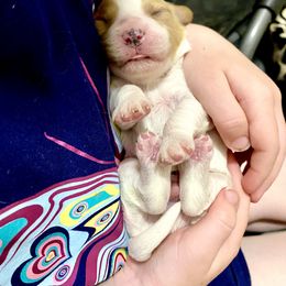 Bernedoodle and Cavapoo Puppies from Sugar Doodles Pups