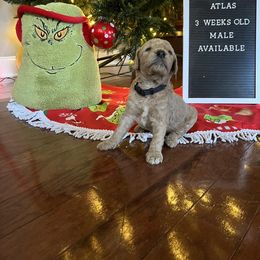 Goldendoodle Puppies from Coastal Georgia Exotics