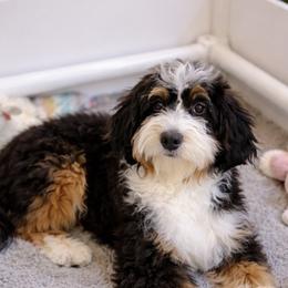 Sofie - Bernedoodle