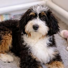 Sofie - Bernedoodle