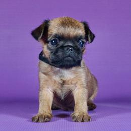 AKC Black Collar - Red male Brussels Griffon puppy in Florida from Robin’s Griffons
