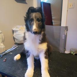 Ben - Black and white male Shetland Sheepdog puppy in Albany, New York from K&A Little Wonder's
