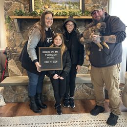 Belle - Sable female German Shepherd puppy in Stanardsville, Virginia from Majestic K9 LLC