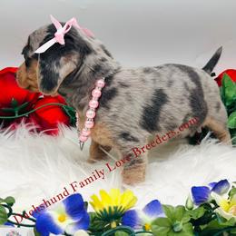 Chihuahua, Companion Cross, and Dachshund Puppies from Dachshund Family Love Breeders