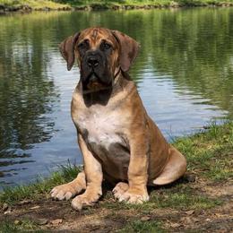 Male- Red Collar - Red male Boerboel puppy in Flemingsburg, Kentucky from Aussgardian Boerboels