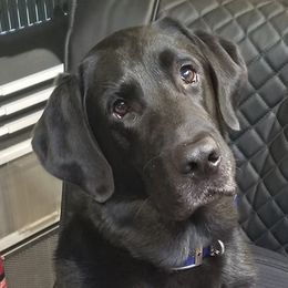 Labrador Retrievers from Tenacular | Dognacular