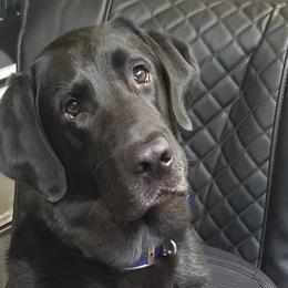 Labrador Retrievers from Tenacular | Dognacular