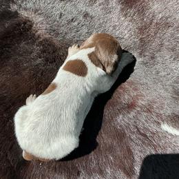 Chip - Liver roan female German Shorthaired Pointer puppy in Columbia, Louisiana from M&R Breeders