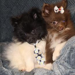 Hunnibunnies george - Black parti male Pomeranian puppy in Cleveland, Ohio from Hunnibunnies