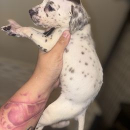 Obsidian - White and liver brown male Dalmatian puppy in Toledo, Ohio from Exquisite Dalmatians & Poodles