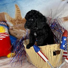 Din - Black male Goldendoodle puppy in Lake Panasoffkee, Florida from Donnas Deluxe Doodles LLC