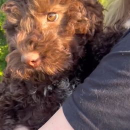 Coco - Lagotto Romagnolo