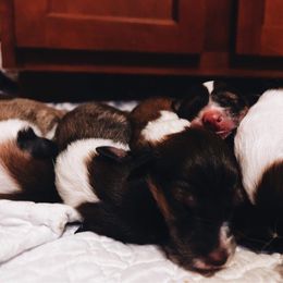 Collie Puppies from Kindred Spirit Collies