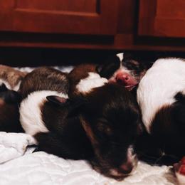 Collie Puppies from Kindred Spirit Collies