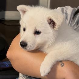 Opie-lowered cost due to new litter born - White male German Shepherd puppy in Yuba City, California from Barton’s German Shepherds