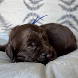Bluejay - Chocolate male Australian Labradoodle puppy in Morgan Hill, California from Loving Labradoodles