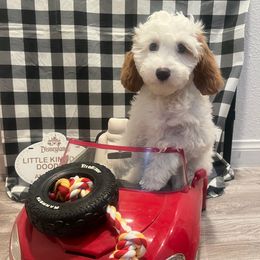 Porsche - Chalk female Australian Labradoodle puppy in Orange, California from Little Kingdom Doodles