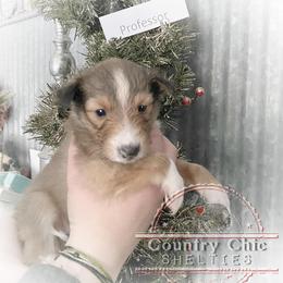 Shetland Sheepdog Puppies from Country Chic Shelties