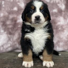 Violet - Black rust and white Bernese Mountain Dog puppy in New Haven, Indiana from Milan Berners
