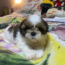 Reese's - Tricolor female Shih Tzu puppy in Fresno, California from Jas’ ClassnSass