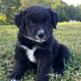 Brena - Black & white female Australian Shepherd puppy in Albany County, New York from Allie Acres Australian Shepherds