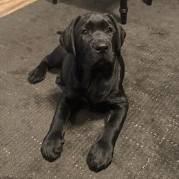 Floki - Labrador Retriever