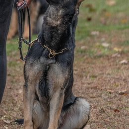 Cane Corso and German Shepherds from Mormaxx Kennel