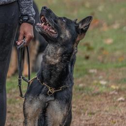 Cane Corso and German Shepherds from Mormaxx Kennel