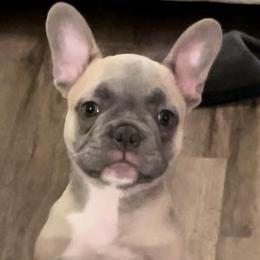 Boy 4 Lime - Tricolors French Bulldog puppy in Ludowici, Georgia from Floridian Frenchies of Georgia