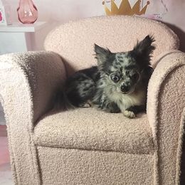 Blue - Chihuahua
