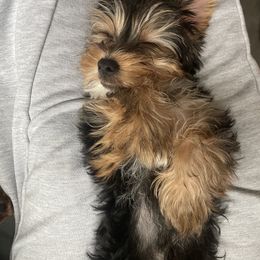 Yorkshire Terrier Puppies from Many Minnie Yorkies