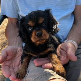 Kelli - Black and tan female Cavalier King Charles Spaniel puppy in Paulden, Arizona from Nine Mile Cavaliers