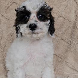 Purple girl - Tri-color female Cavapoo puppy in Bedford, Pennsylvania from Brooke Carlson