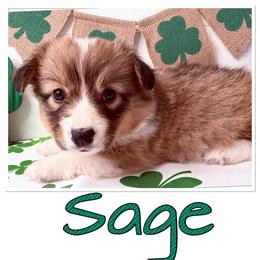 Sage( Fluffy, Bluie carrier) - Sable and white female American Corgi puppy in Scottown, Ohio from Wyndy Ridge Corgis