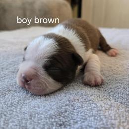Boston Terrier Puppies from Bostic's bostons