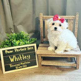 Maltese, Maltipoo, Poodle, and Yorkshire Terrier Puppies from Paw Perfect Pets