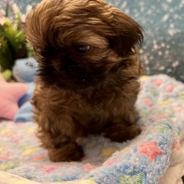 Sadie Mae - Sable Shih Tzu puppy in Brevard, North Carolina from House of Little Lions