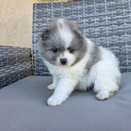 Boy 2 - Blue merle male Pomeranian puppy in Victorville, California from Star Kid Poms