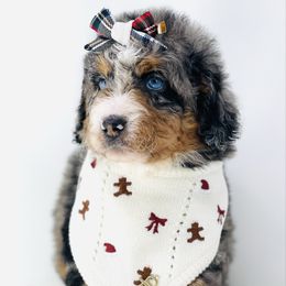 Bernedoodle puppies from Vandenbark Doodles