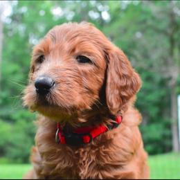 Red - Red  male Goldendoodle puppy in Tyrone, Georgia from Whisper Wood Creek