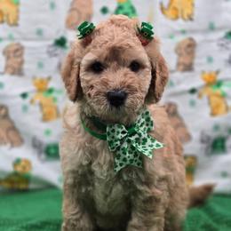 Marshmellow - Apricot female Goldendoodle puppy in Summerville, South Carolina from Channys Doodles