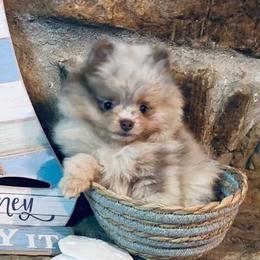 Pomeranians from Southern Gem's Pomeranian