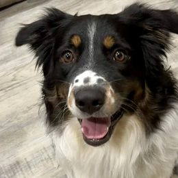 Companion Crosses from Mid-Ohio Australian shepherds