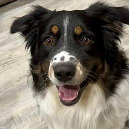 Companion Crosses from Mid-Ohio Australian shepherds
