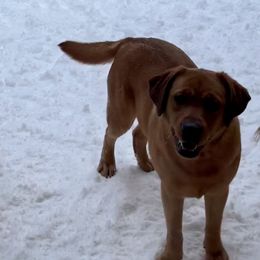 Beth - Labrador Retriever