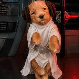 LEIA - Red  female Goldendoodle puppy in Minneapolis, Minnesota from The Golden Roo