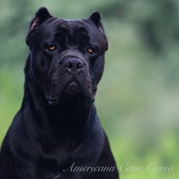 Theo Von - Cane Corso
