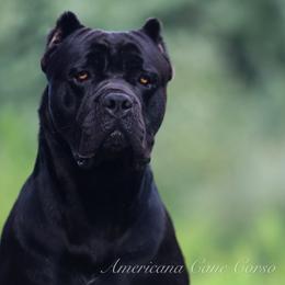 Theo Von - Cane Corso